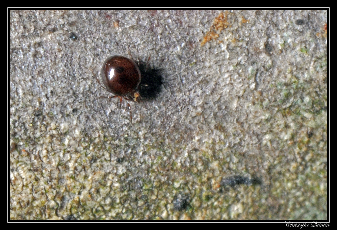 Acarien (Mesostigmata/Oribatida)