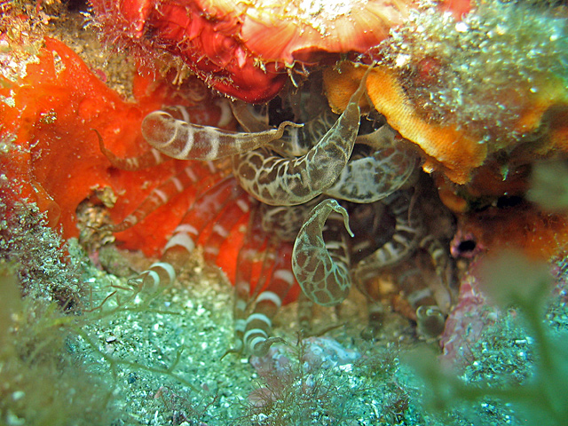 Aiptasia couchii