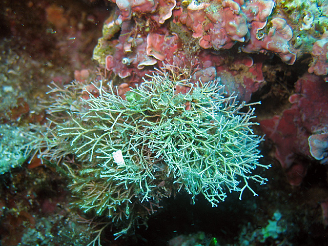 Amphiroa rigida