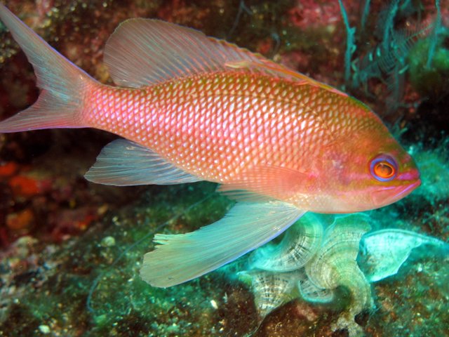 Anthias anthias