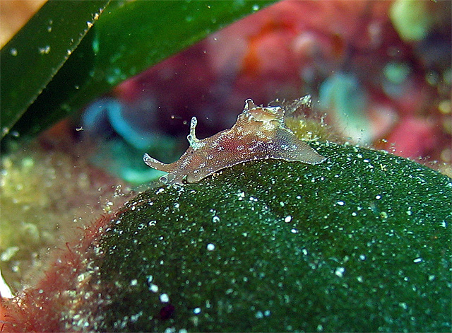 Aplysia parvula