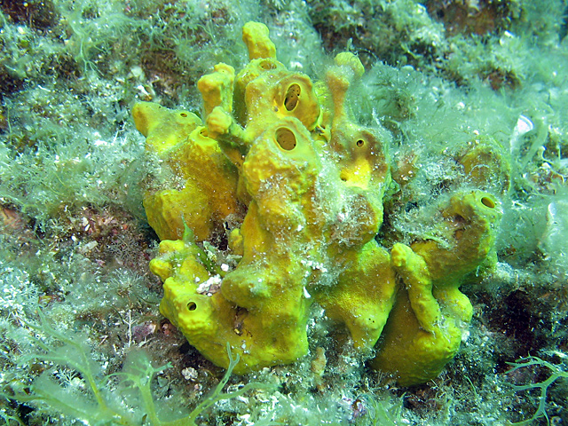 Aplysina aerophoba