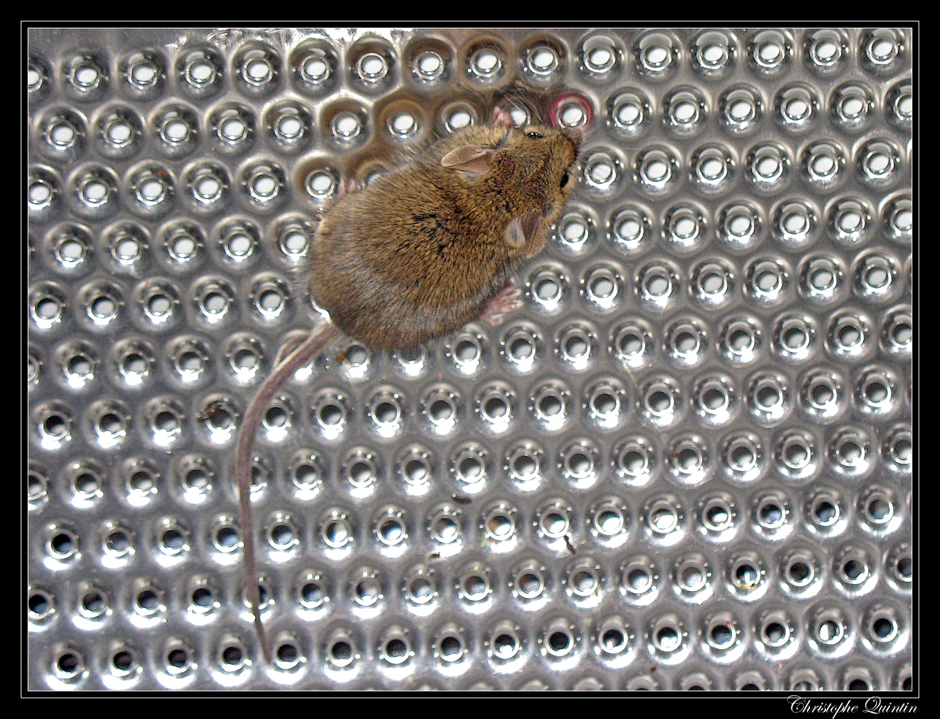 Mulot (Apodemus sylvaticus)