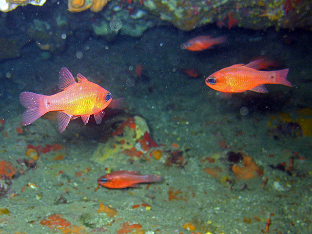 Apogon imberbis