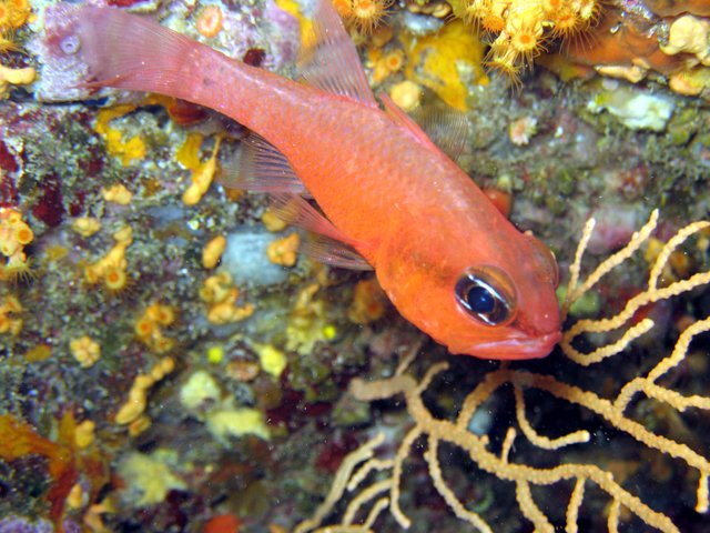 Apogon imberbis