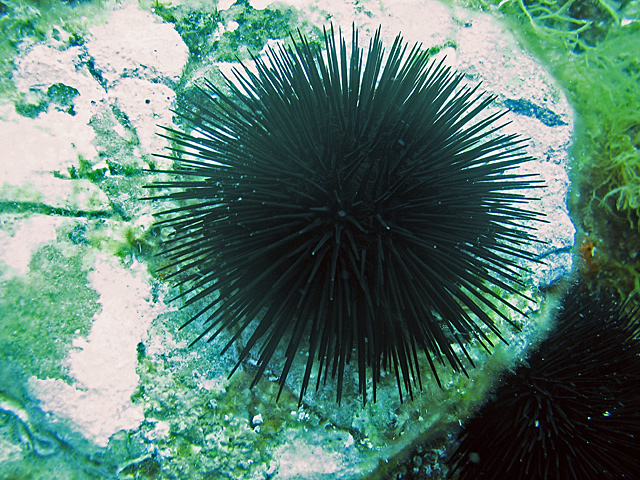 Arbacia lixula