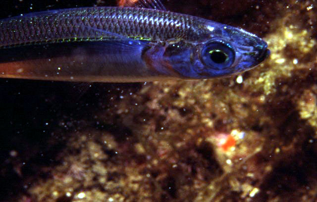 Atherina hepsetus