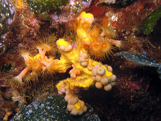 Parazoanthus axinellae sur Axinella damicornis