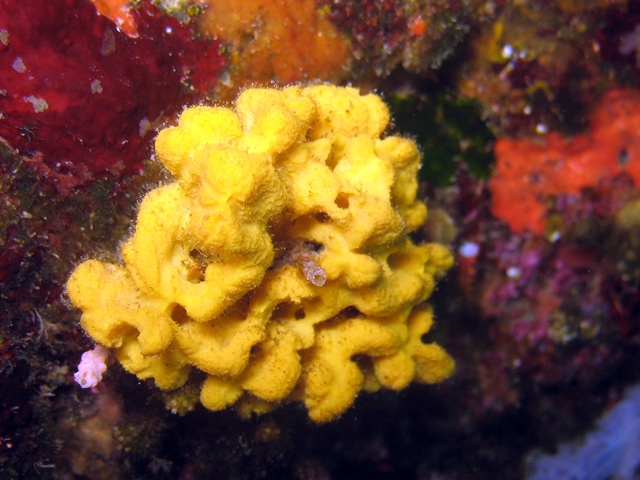 Axinella damicornis