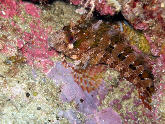 Blennius gattorugine