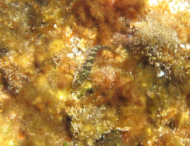 Parablennius incognitus