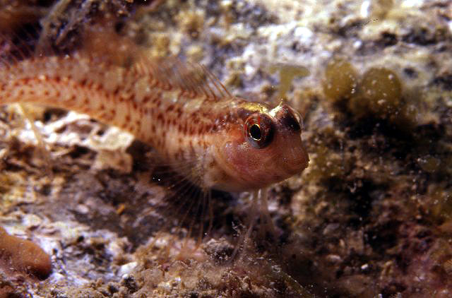 Parablennius incognitus