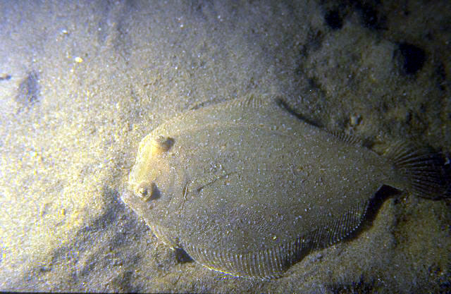 Bothus podas