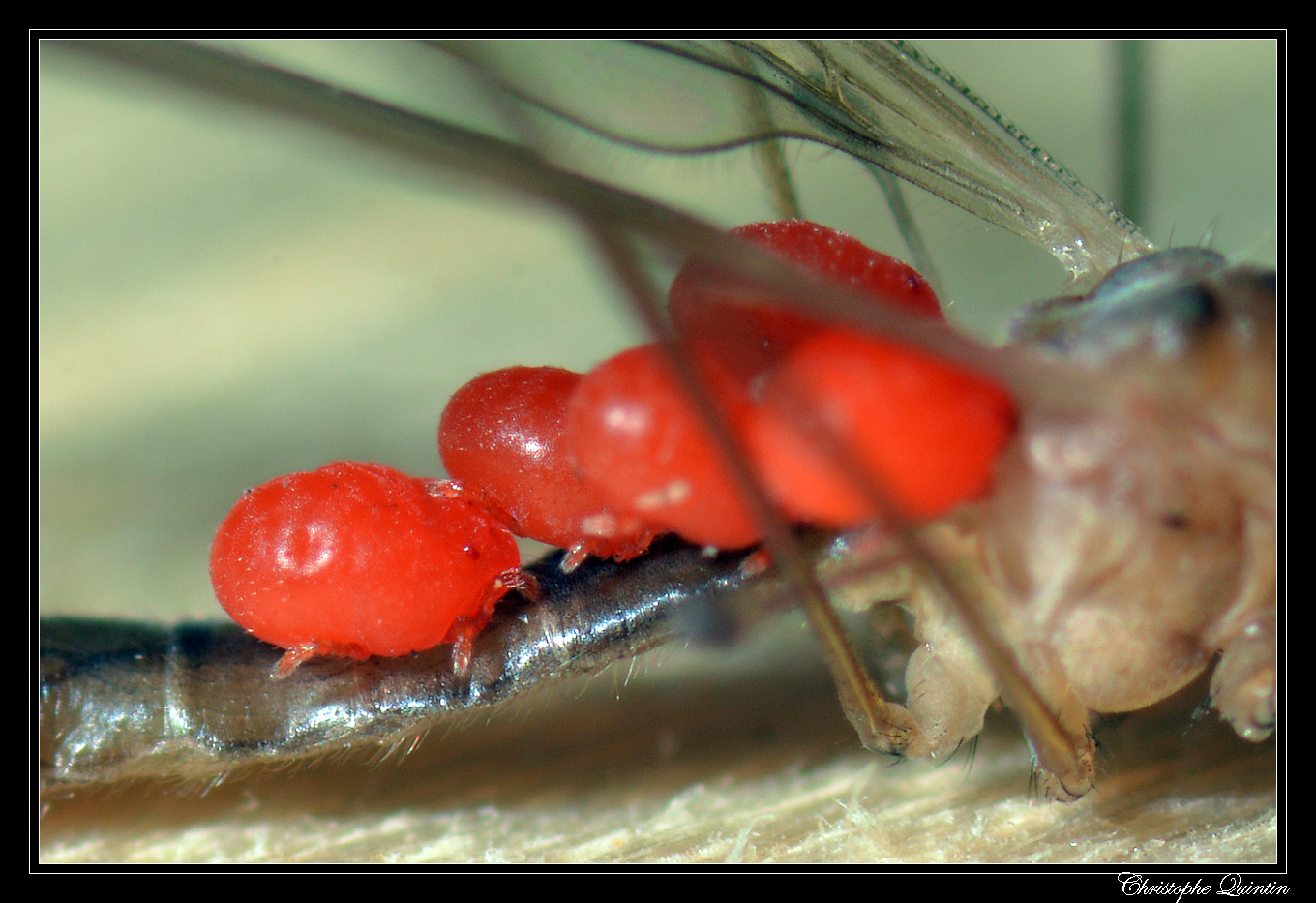 Calyptostoma sp.