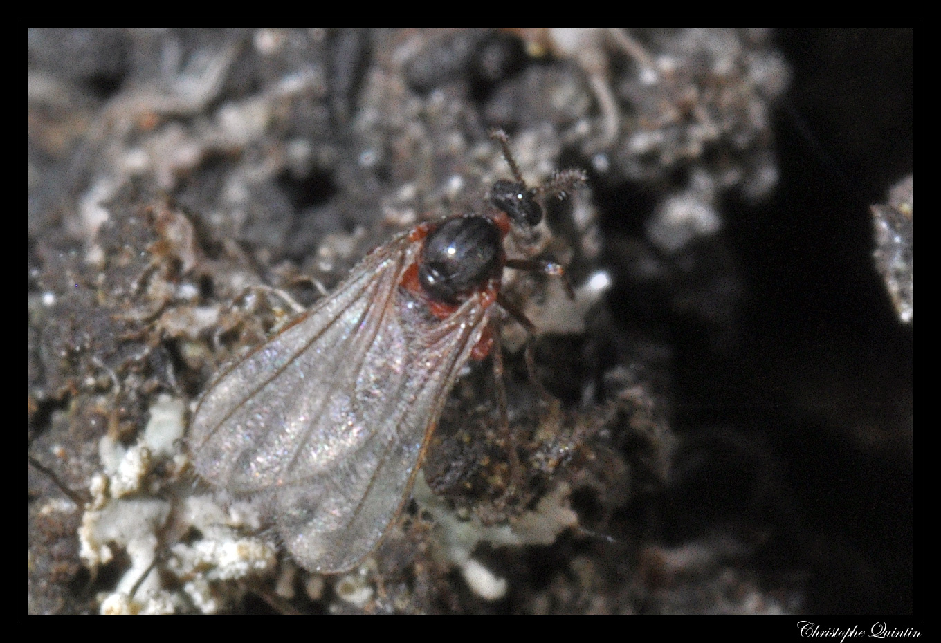 Cecidomyiidae