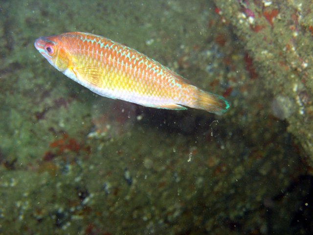 Centrolabrus exoletus