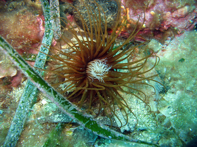 Cerianthus membranaceus