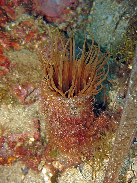 Cerianthus membranaceus