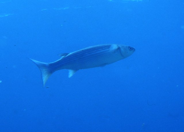 Chelon labrosus
