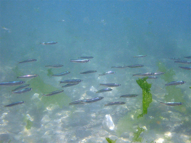Clupea spratus