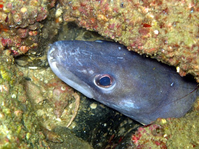 Conger conger