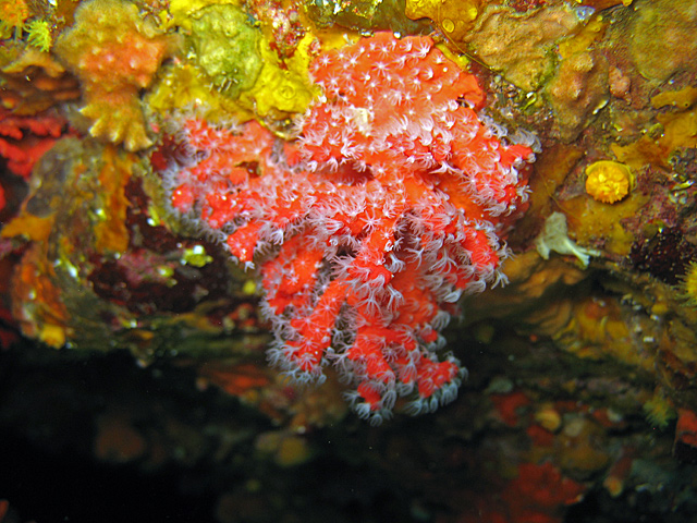 Corallium rubrum