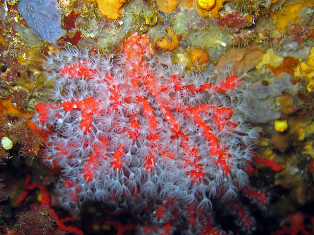 Corallium rubrum