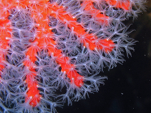 Corallium rubrum