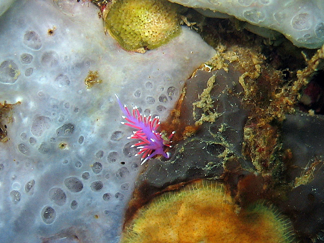 Coryphella pedata