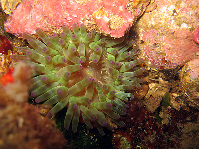 Cribinopsis crassa