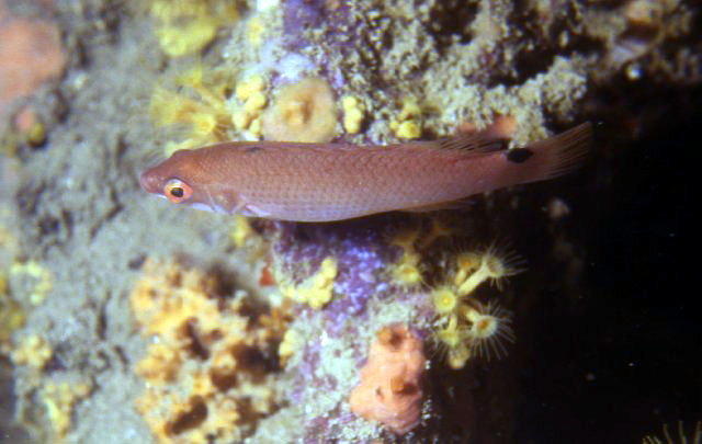 Ctenolabrus rupestris
