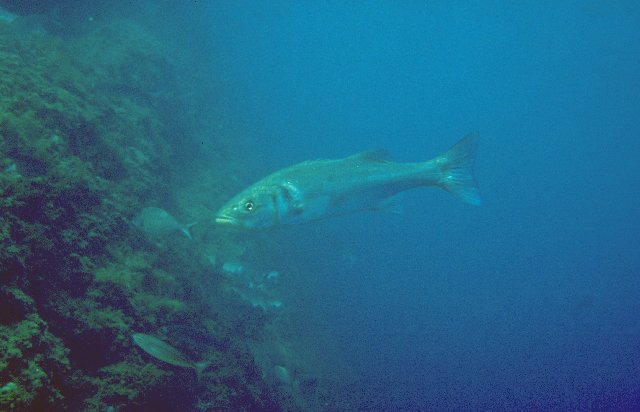 Dicentrarchus labrax