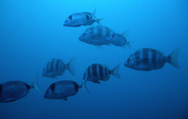 Diplodus cervinus