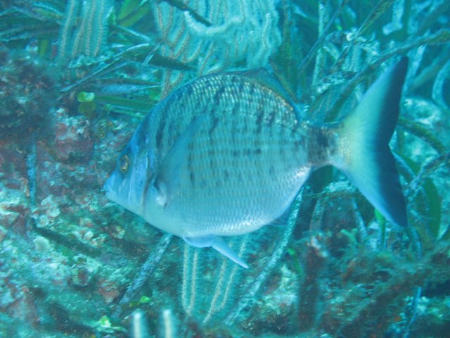 Diplodus puntazzo