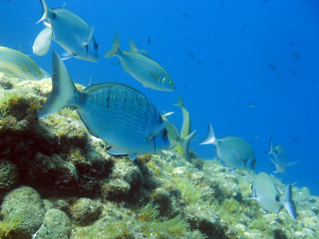 Diplodus puntazzo