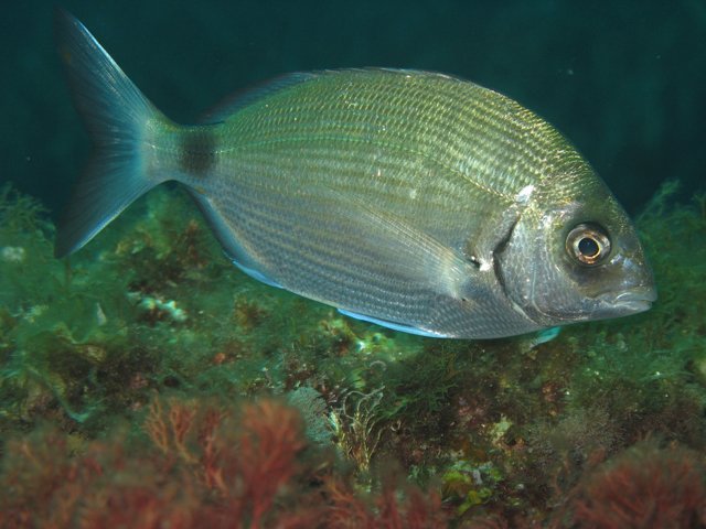 Diplodus sargus