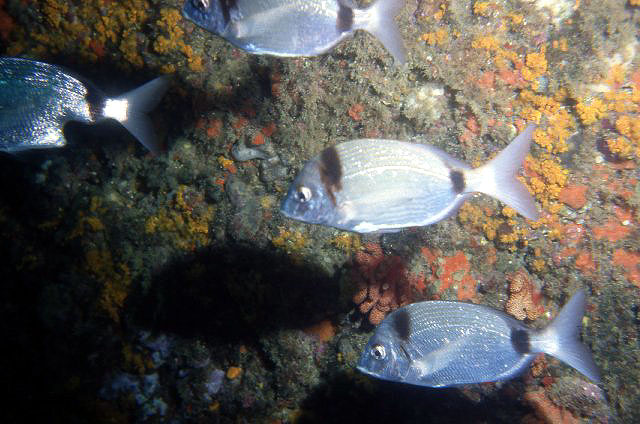 Diplodus vulgaris