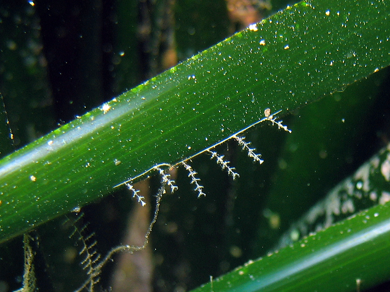Dynamena cavolinii