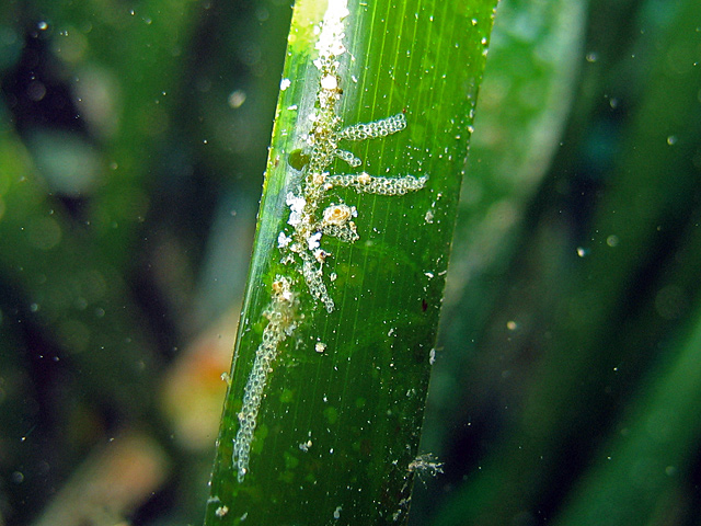 Electra posidoniae