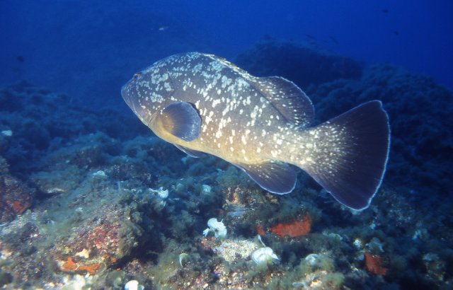 Epinephelus marginatus