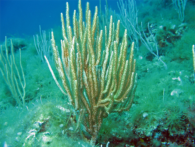 Eunicella singularis