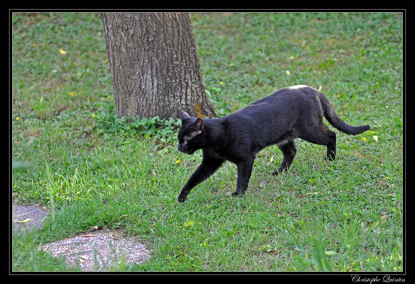 Chat domestique (Felix sylvestris catus)