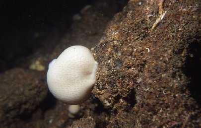 Biocénose des grottes obscures