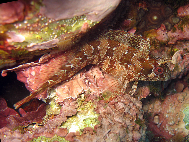 Parablennius gattorugine