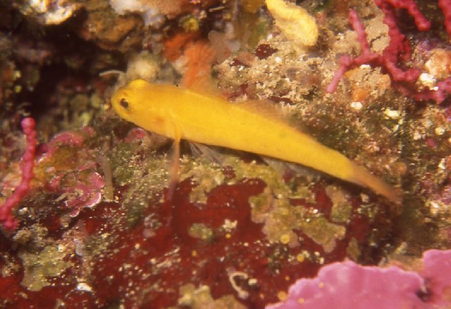 Gobius auratus