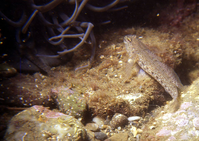 Gobius bucchichii