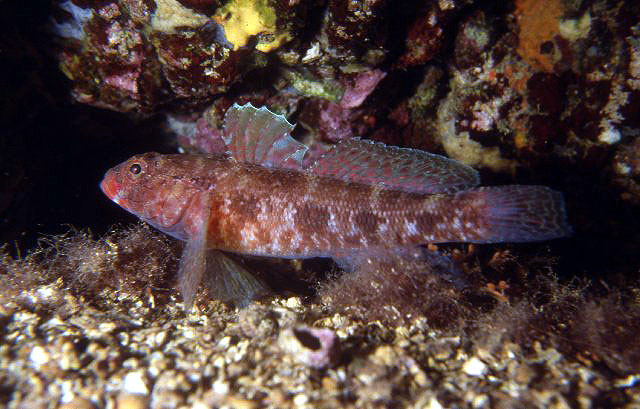 Gobius cruentatus