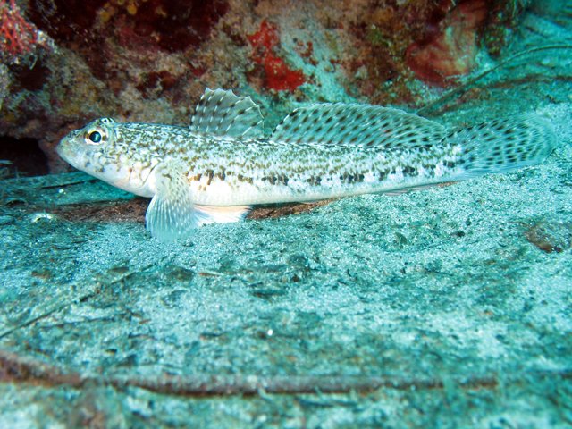 Gobius geniporus