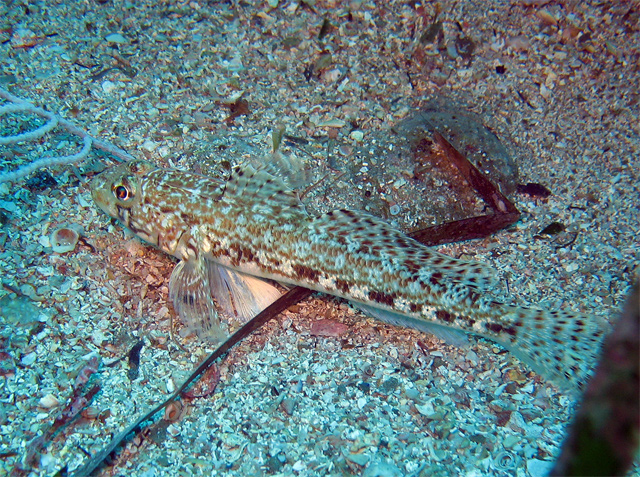 Gobius geniporus