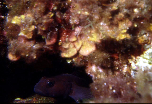 Gobius paganellus